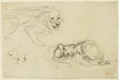 Lionien tutkimukset tekijältä Eugène Delacroix