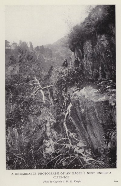 Merkittävä valokuva kotkan pesästä kallion laella (b/w kuva) tekijältä European Photographer