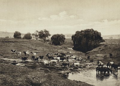 Australia, Nautakarja, Queensland (m/w kuva) tekijältä European Photographer