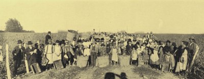 Rypäleen sato Vina Lontuen viinitarhoilla, Santiagossa, Chilessä (m/v kuva) tekijältä European Photographer