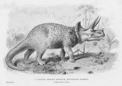 Jättimäinen sarvimainen dinosaurus, Triceratops Prorsus (litho) tekijältä European School