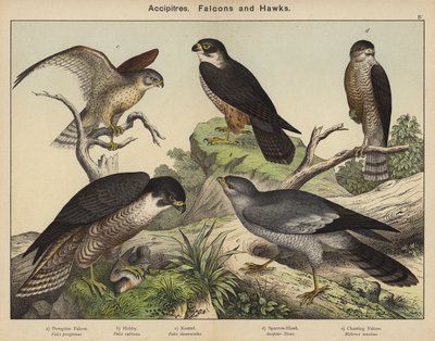 Accipitres, Falcons ja Hawks tekijältä European School