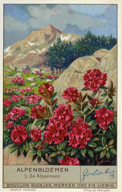 Alpenrose (Rhododendron ferrugineum) (kromoliittinen) tekijältä European School