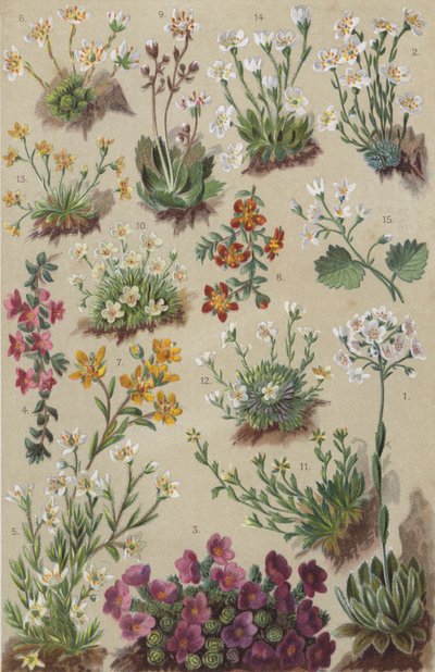 Alppien kasvisto (chromolitho) tekijältä European School