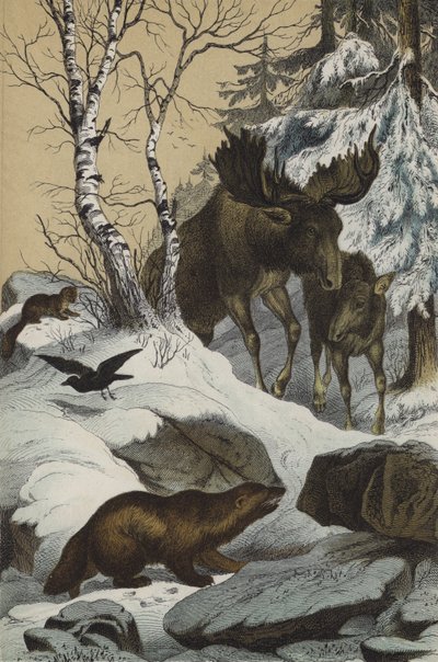 Lapin eläimet ja kasvit (väri litho) tekijältä European School