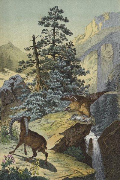 Alppien eläimet ja kasvit (väri litho) tekijältä European School