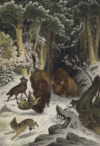 Bialowiczin metsän eläimet ja kasvit, Liettua (väri litho) tekijältä European School