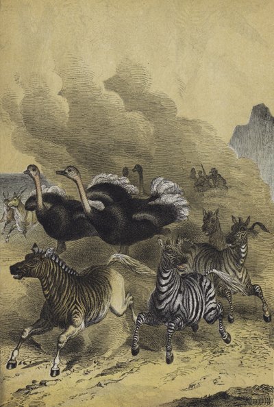 Etelä-Afrikan eläimet (väri litho) tekijältä European School