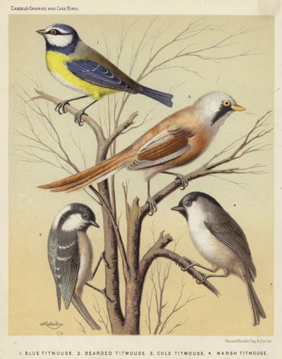 Sinitiainen, Partatiainen, Cole Titmouse, Marsh Titmouse (värinen lito) tekijältä European School