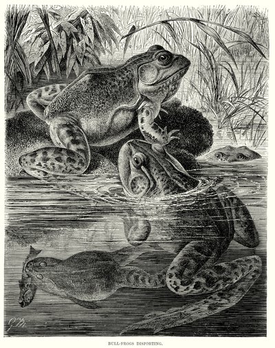 Bull Frogs disporting (kaiverrus) tekijältä European School