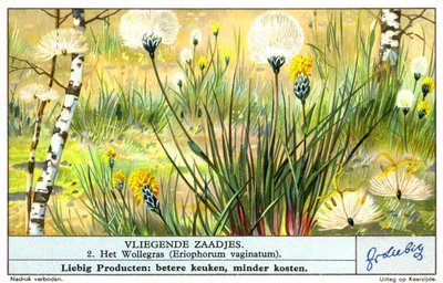 Vattunurmikka (Eriophorum vaginatum) (chromolitho) tekijältä European School