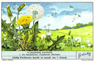 Voikukka (Taraxacum officinale) (kromoliittinen) tekijältä European School
