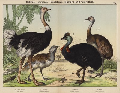 Barn Runners, Grallators, Bustard ja Strutsit (väri litho) tekijältä European School