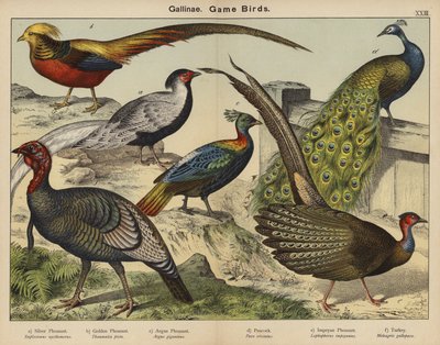 Gallinae, riistalinnut (värilitro) tekijältä European School