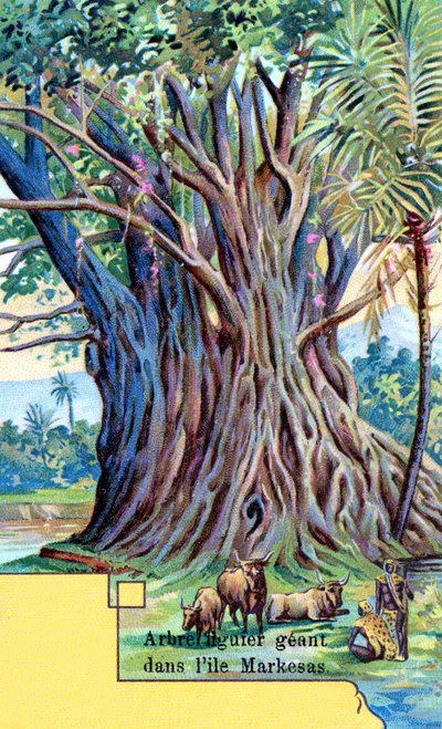 Jättimäinen viikunapuu Anna Maria Bayssä, Nuku Hiva, Marquesas-saaret tekijältä European School