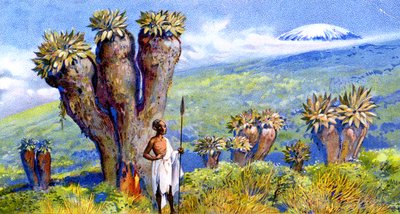 Jättiläismuratti, Kilimanjaro, Afrikka tekijältä European School