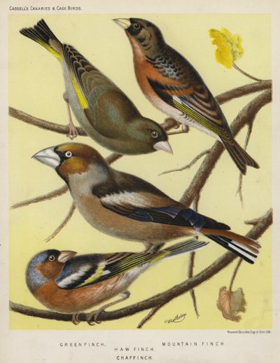 Vihreä peippo, vuoripeippo, varipippo, peippo (väri litho) tekijältä European School