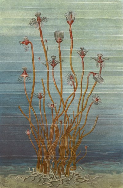 Tubularia Indivisa -ryhmä tekijältä European School