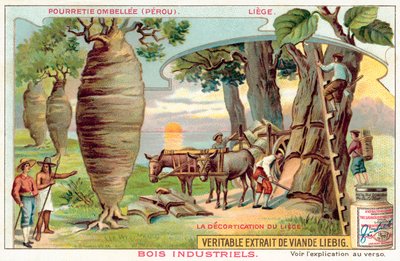 Kuoren korjuu puista Perussa (chromolitho) tekijältä European School