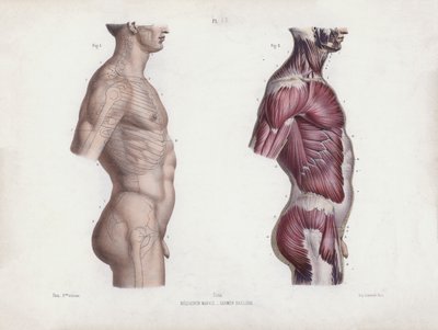 Illustration for Ihmisen ulkoisten muotojen anatomia: Miehen ylävartalo, sivukuva (värilitraus) tekijältä European School