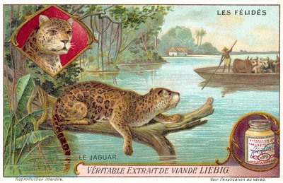 Jaguar (chromolitho) tekijältä European School