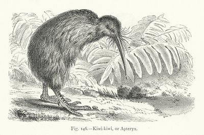 Kiwi-kiwi tai Apteryx (kaiverrus) tekijältä European School