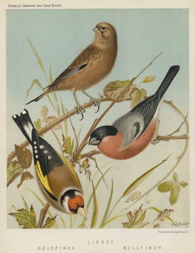 Linnet, kultasimppu, härkälintu (värilitografia) tekijältä European School