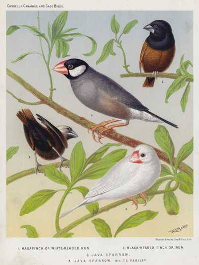 Magafinch tai White-Headed Nun, Black-Headed Finch tai Nun, Java Sparrow, White Variety (värilitografia). tekijältä European School