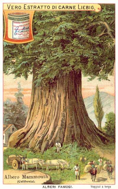 Mammoth Tree, Kalifornia (chromolitho) tekijältä European School