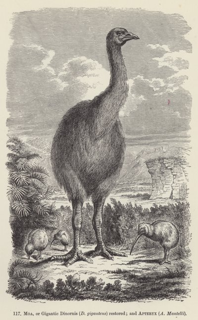 Moa eli jättimäinen dinornis (D giganteus) kunnostettu; ja Apteryx, A Mantelli (kaiverrus) tekijältä European School