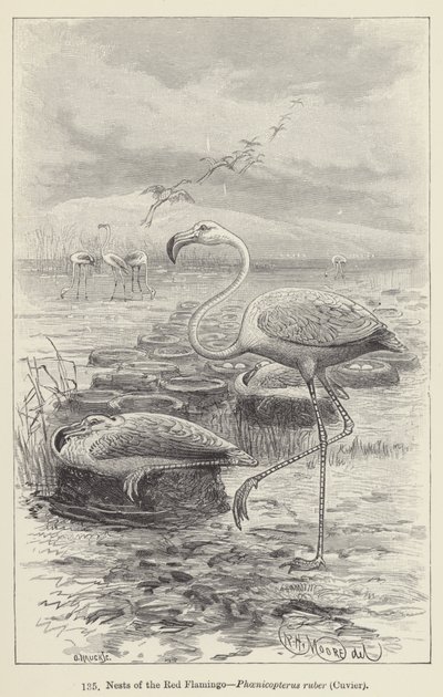 Punaisen flamingon, Phoenicopterus ruberin, Cuvierin pesät (kaiverrus) tekijältä European School
