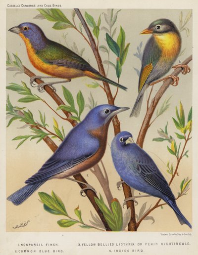 Nonpareil Finch, Yellow Bellied Liothrix tai Pekin Nightingale, Common Blue Bird, Indigo Bird (värilitografia) tekijältä European School
