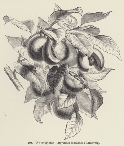 Muskottipähkinäpuu, Myristica moschata, Lamarck (kaiverrus) tekijältä European School