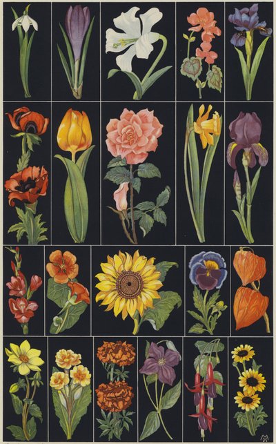 Sivu lasten kuvakirjasta Flowers (värilitografia). tekijältä European School