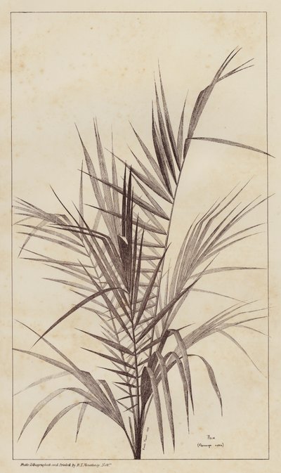 Palmu, Chamaerops Exelsa (litho) tekijältä European School