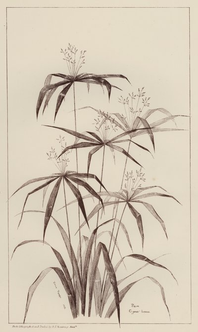 Palmu Cyperus Luscus (lito-palmu) tekijältä European School