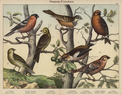 Passeres, Finches (värilitografia) tekijältä European School