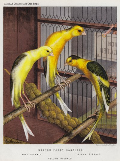Scotch Fancy Canaries, Buff Piebald, Yellow Piebald (värilitot). tekijältä European School