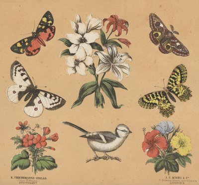 Romujäte nuorille (väri litho) tekijältä European School
