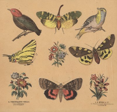 Romujäte nuorille (väri litho) tekijältä European School