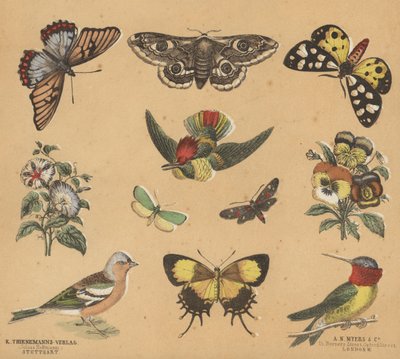 Romujäte nuorille (väri litho) tekijältä European School