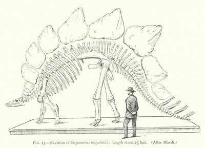 Skeleton of Stegosaurus ungulatus (litho) tekijältä European School