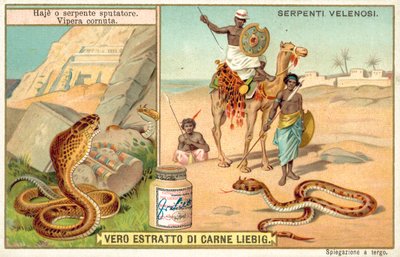 Sylkevä kobra ja sarvikyykäärme (chromolitho) tekijältä European School