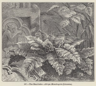 Mandrake, Atropa Mandragora, Linnaeus (kaiverrus) tekijältä European School