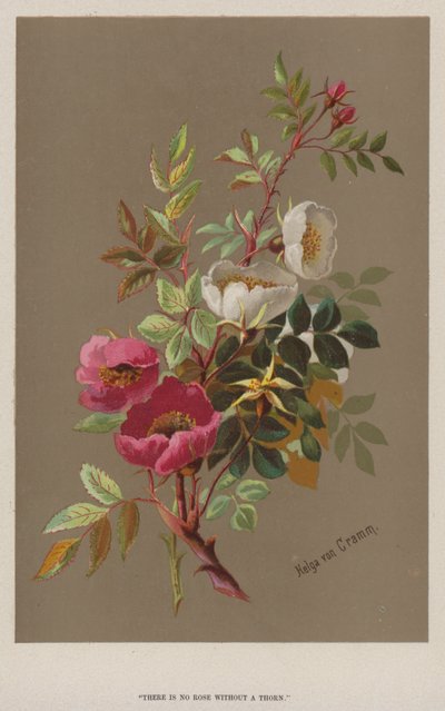 "Ei ole ruusua ilman piikkiä" (chromolitho). tekijältä European School