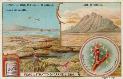 Meren aarteet, Liebig-kortti, 1900-luvun alku (kromo) tekijältä European School