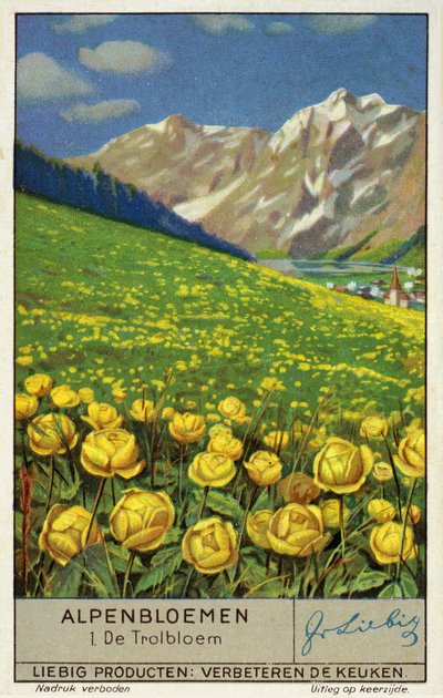 Trollius (pallokukka) (chromolitho) tekijältä European School