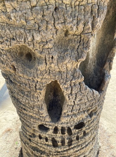 Kallopuu, 2025 (digitaalista taidetta) tekijältä Evan Sklar