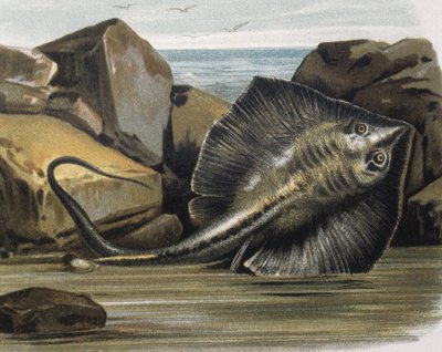 Rausku (Trygon pastinaca). tekijältä F. (after) Padro