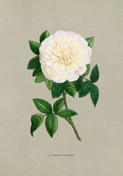 Rose Marie De Saint Jean tekijältä F. Grobon